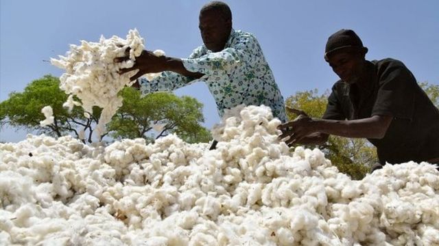Coton
