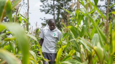 Une production agricole