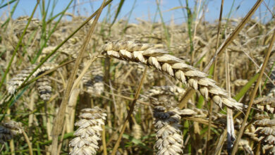 Champ de blé