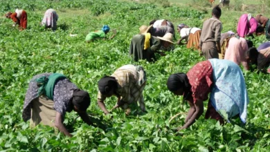 Une coopérative agricole