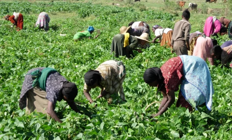 Une coopérative agricole