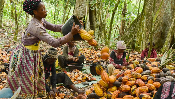 Cacao