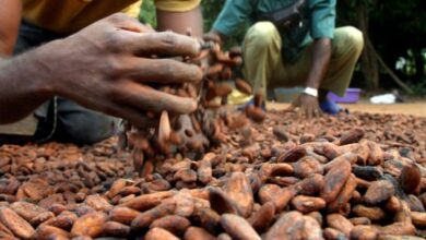 cacao