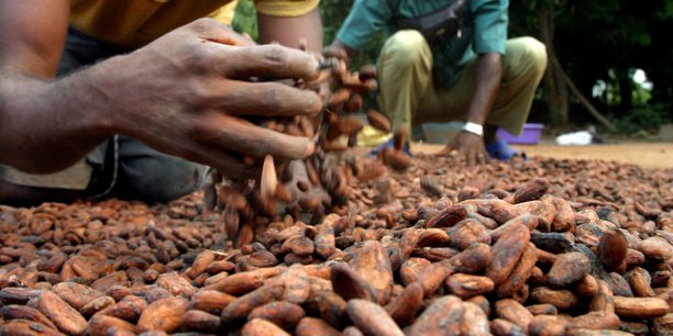 cacao