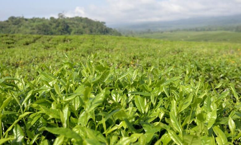 Plantation de thé