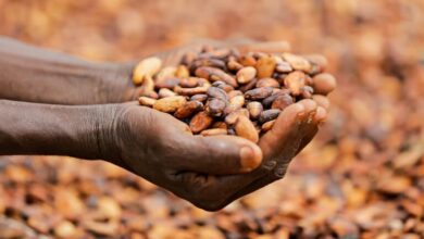 cacao en Afrique