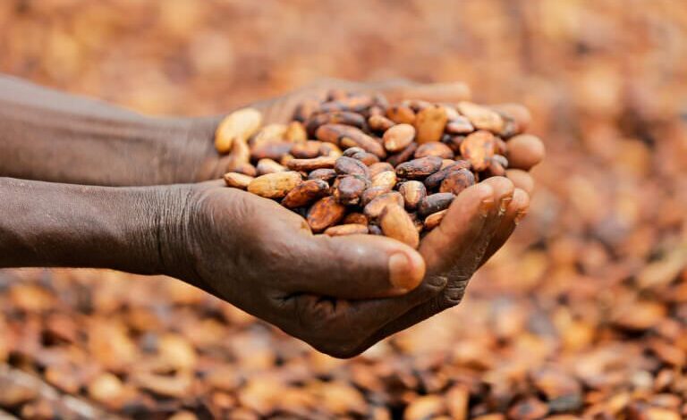 cacao en Afrique