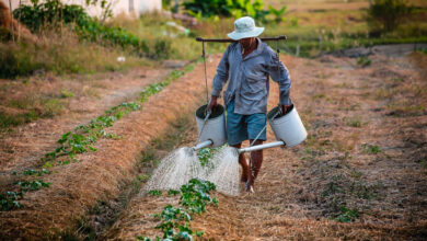 Agroalimentaire en Afrique