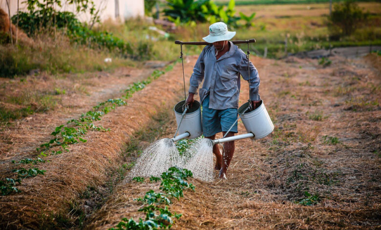 Agroalimentaire en Afrique