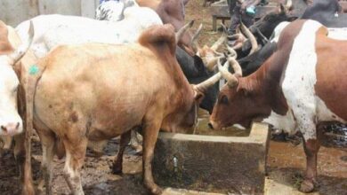 Production animale