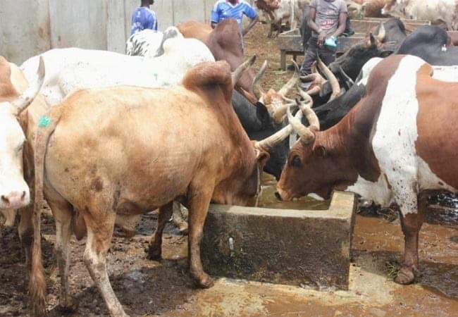 Production animale
