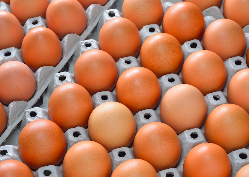 Plaquettes d'œufs