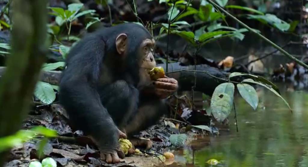 chimpanzé