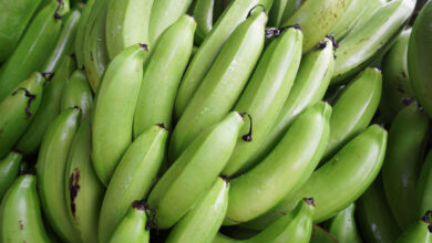 banane plantain