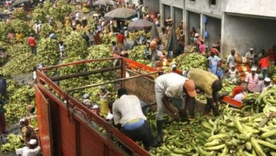 Produits vivriers: déchargement de bananes