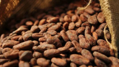 Cacao