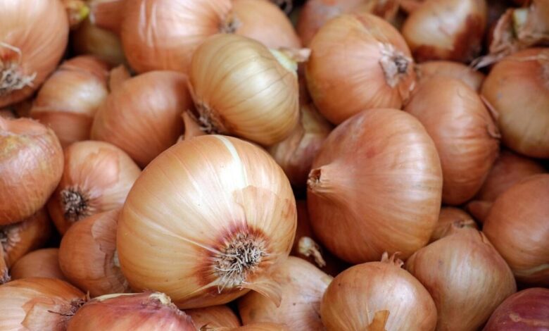 oignons