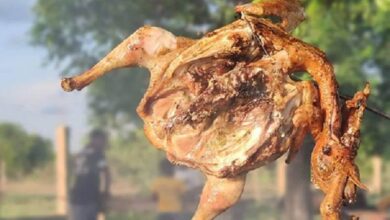 poulet bicyclette du Burkina Faso