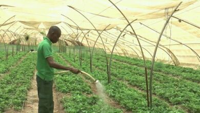 Agriculture innovante au Sénégal