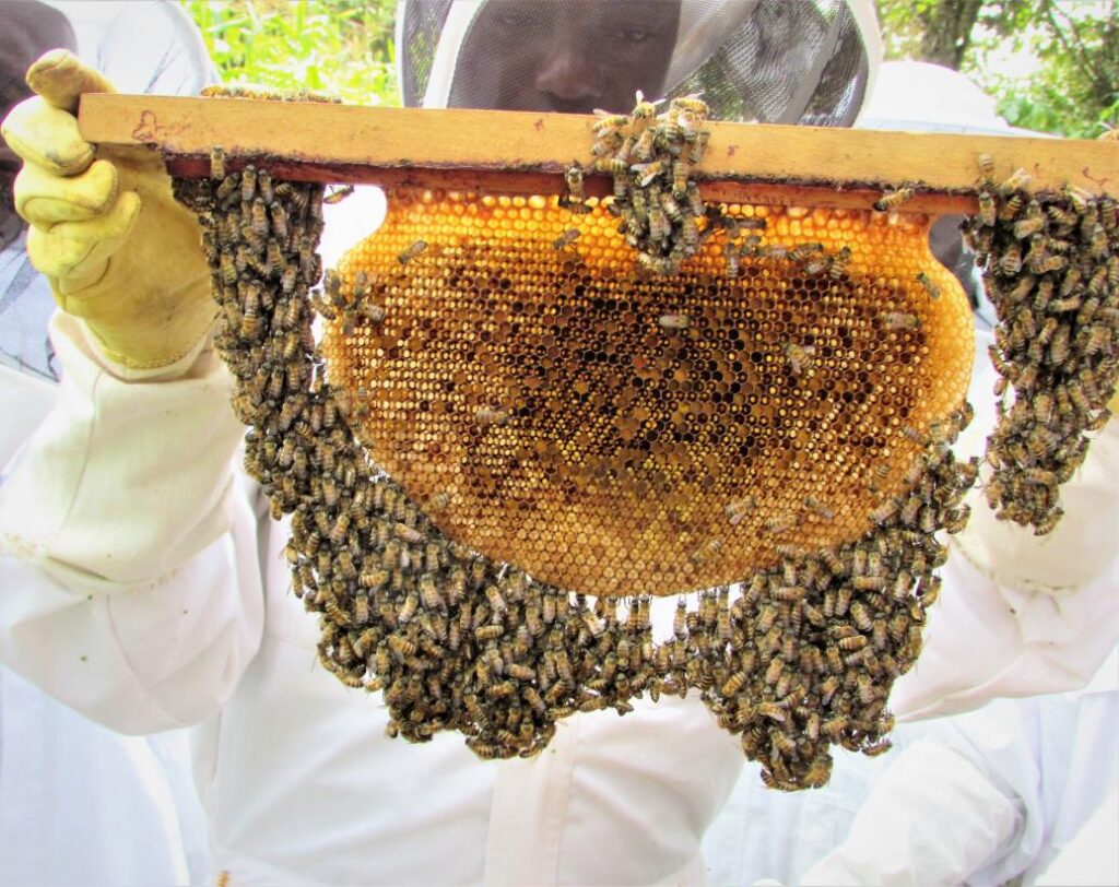 Élevage de Apiculture 'élevage d'abeille) en Afrique