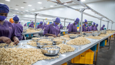 usine de transformation cajou