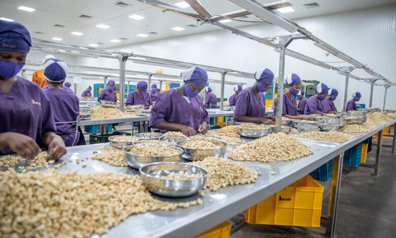 usine de transformation cajou
